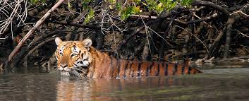 Sundarbans, West Bengal