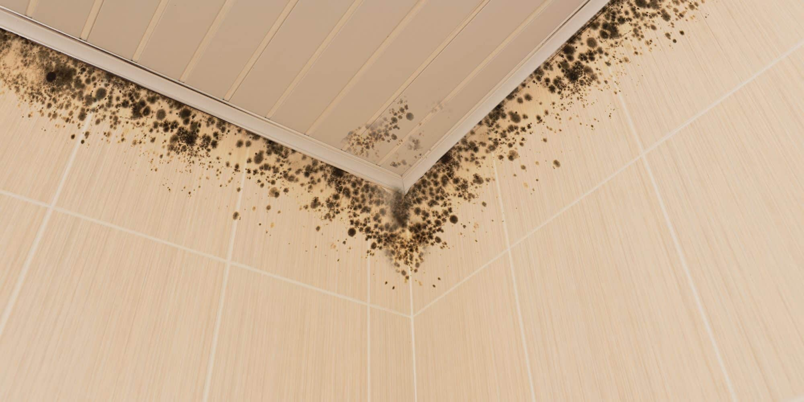 how to get mold off bathroom ceiling