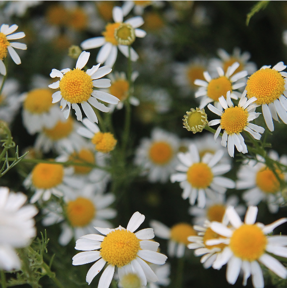 German Chamomile Flower