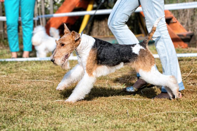 Perro Airedale Terrier paseando al aire libre en verano