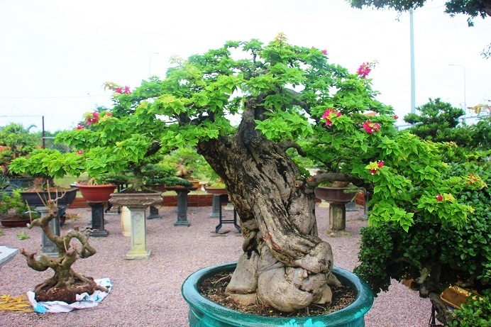 Cây bonsai cổ thụ