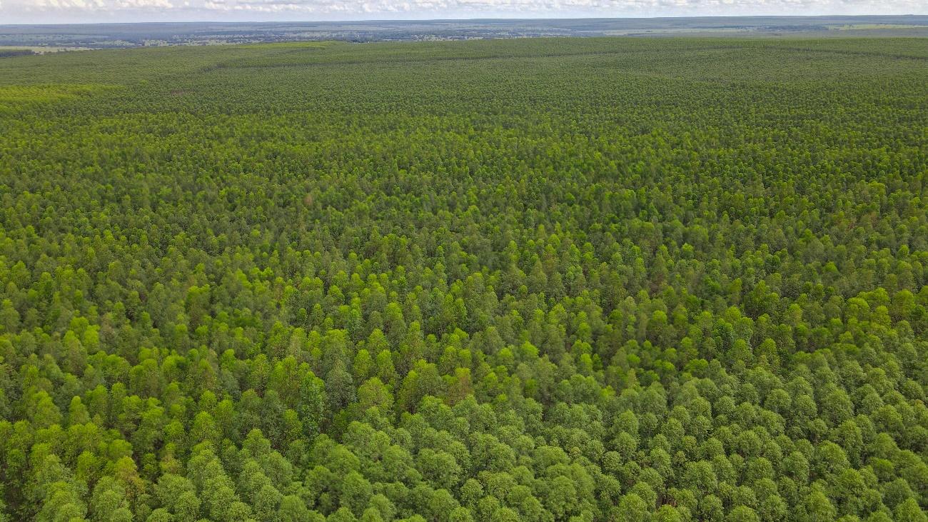 Campo verde com árvores ao fundo
Descrição gerada automaticamente