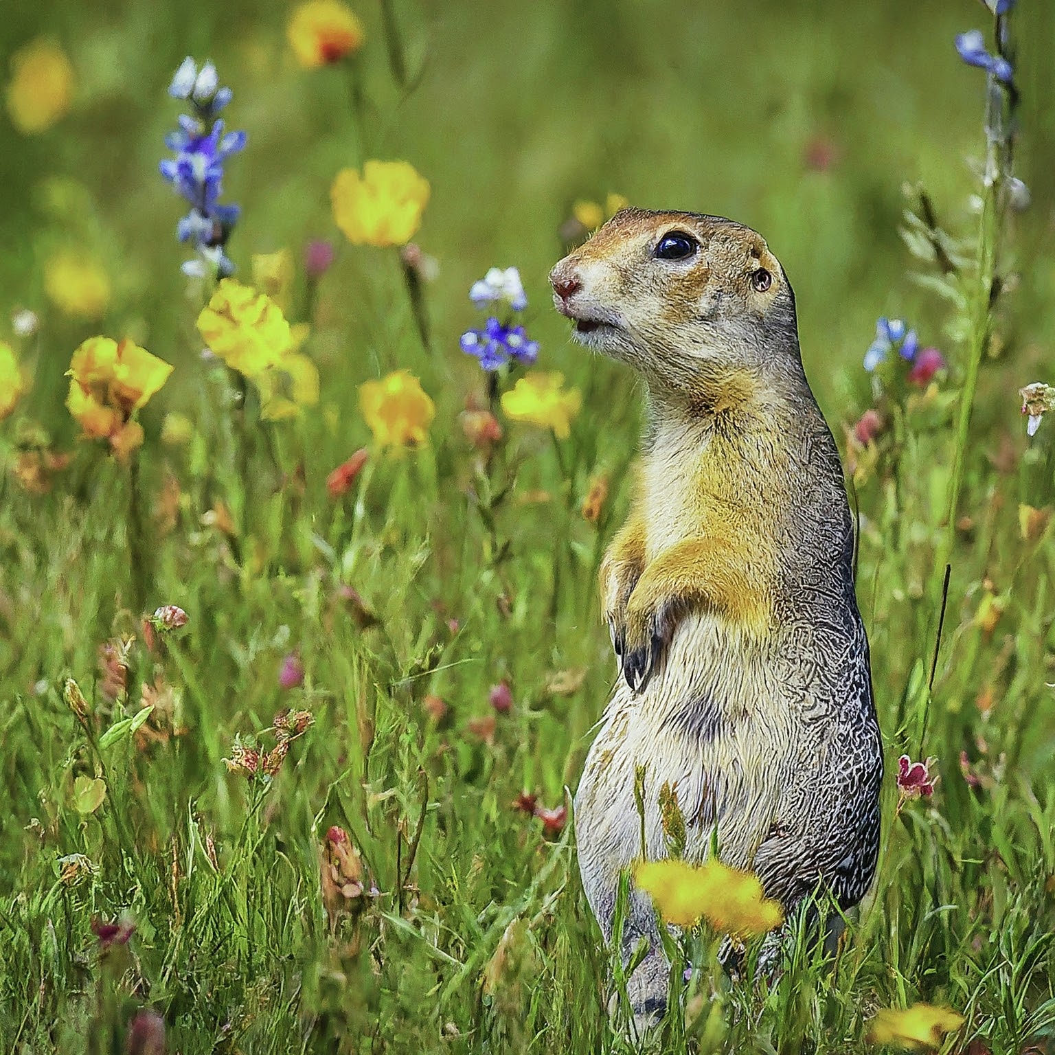 gopher standing among flowers in a field