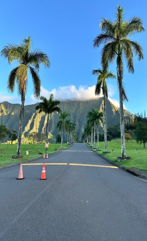 A road with palm trees and a mountain in the background

Description automatically generated