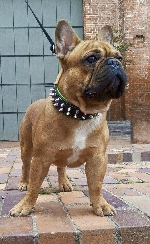 Benefit of Use Collar for French Bulldog: Enhance Safety & Style