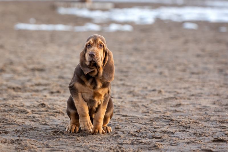 cachorro de sabueso marrón sentado en la arena