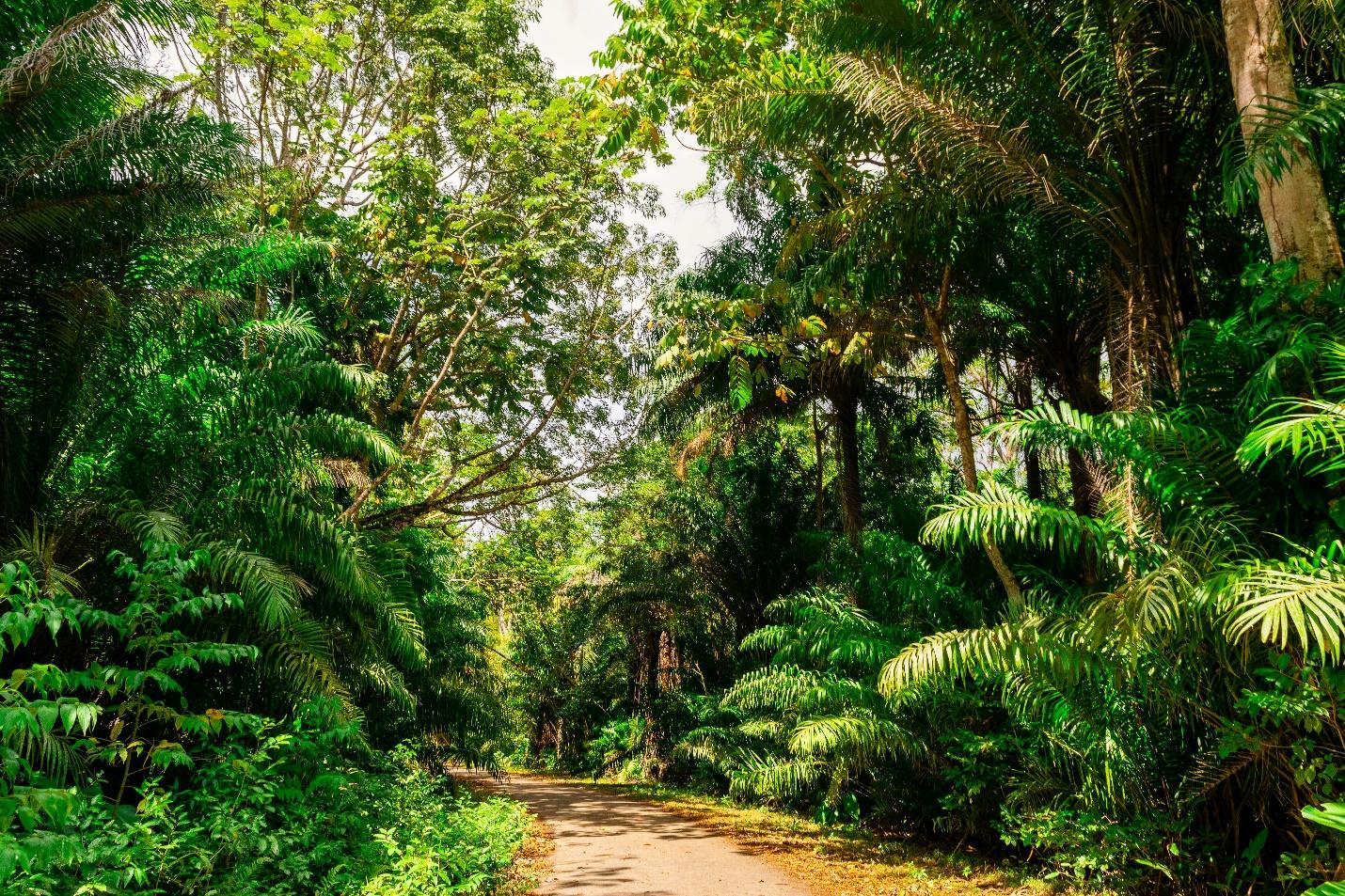 A walking trail through a jungle