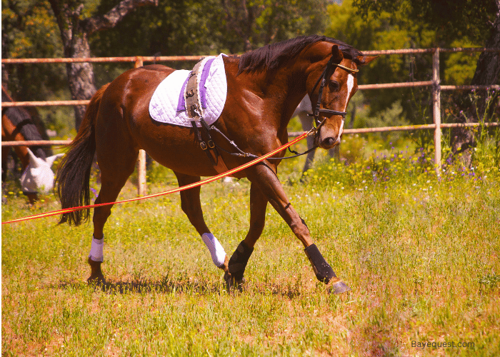 Advanced Lunging Techniques