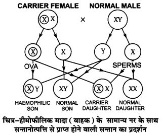 UP Board Solutions for Class 12 Biology Chapter 5 Principles of Inheritance and Variation 4Q.3.2