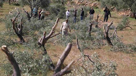 Israeli settlers chop off olive trees, attack homes in Nablus | Al ...