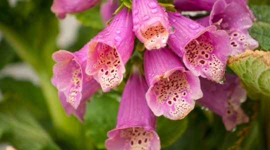 A group of foxglove (Digitalis purpurea) flowers. The bell-shaped flowers are a vibrant purple, adorned with white and dark interior spots. 