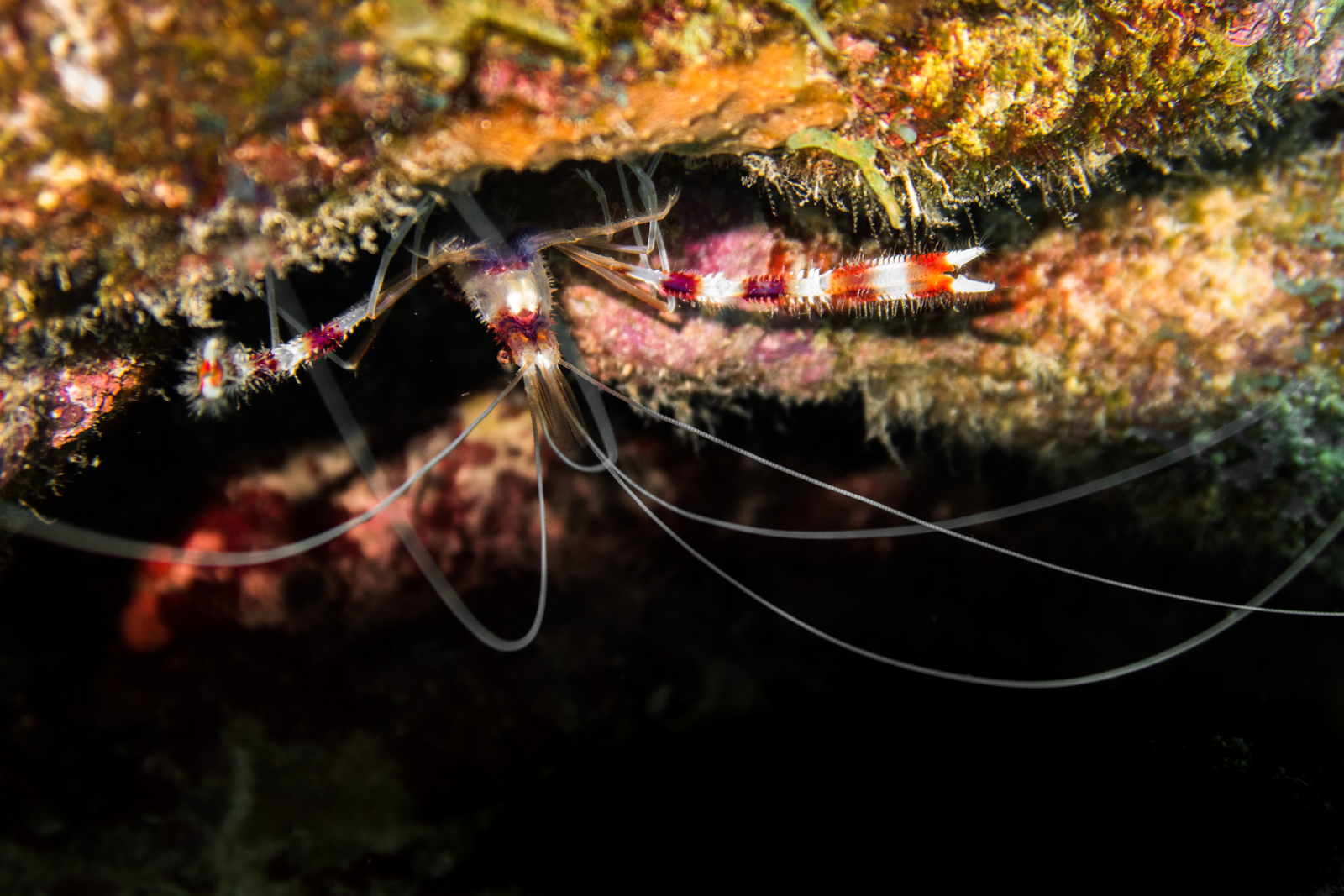 coral banded shrimp