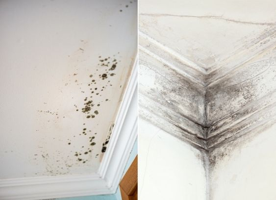 black mold vs mildew