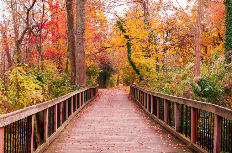 Beautiful wooden pathway going along breathtaking colorful trees in a forest