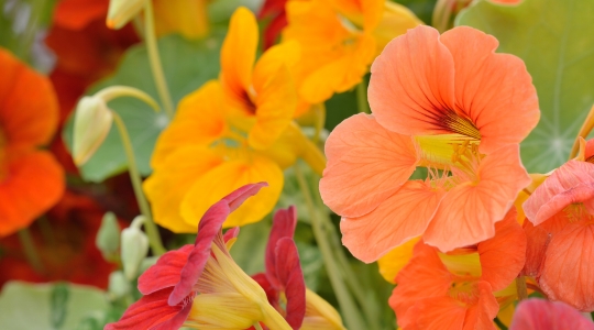 A group of vibrant nasturtiums, ranging in colour from orange to yellow and red.