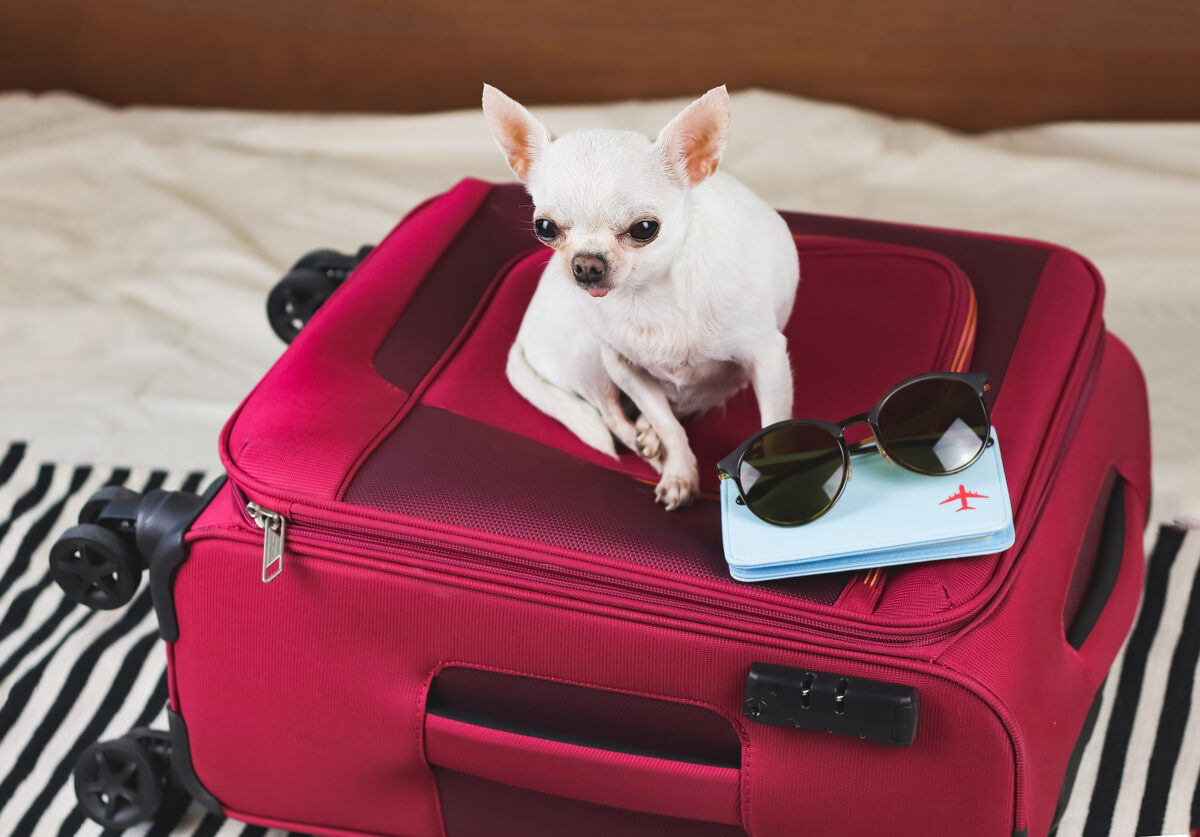 chihuahua blanco sentado en el equipaje