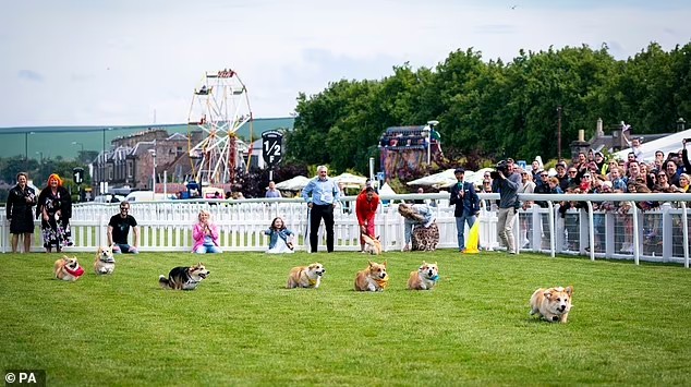 Corgi Derby running in 2022. Source: Daily Mail