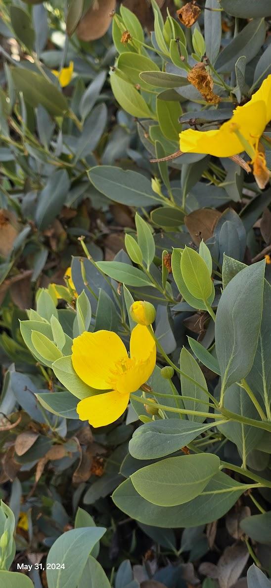 一張含有 植物, 花, 樹狀, 黃色 的圖片

自動產生的描述