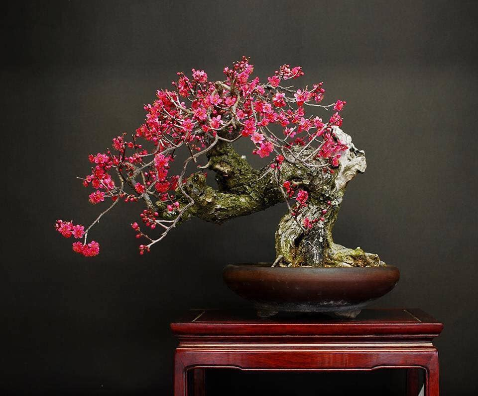 Đào Bonsai