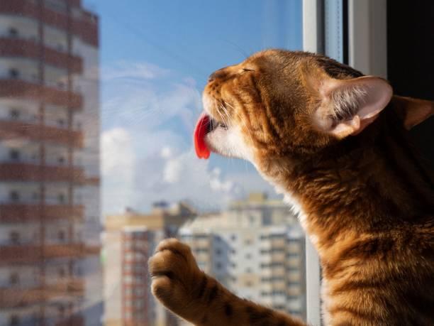 A cat licking a window

Description automatically generated