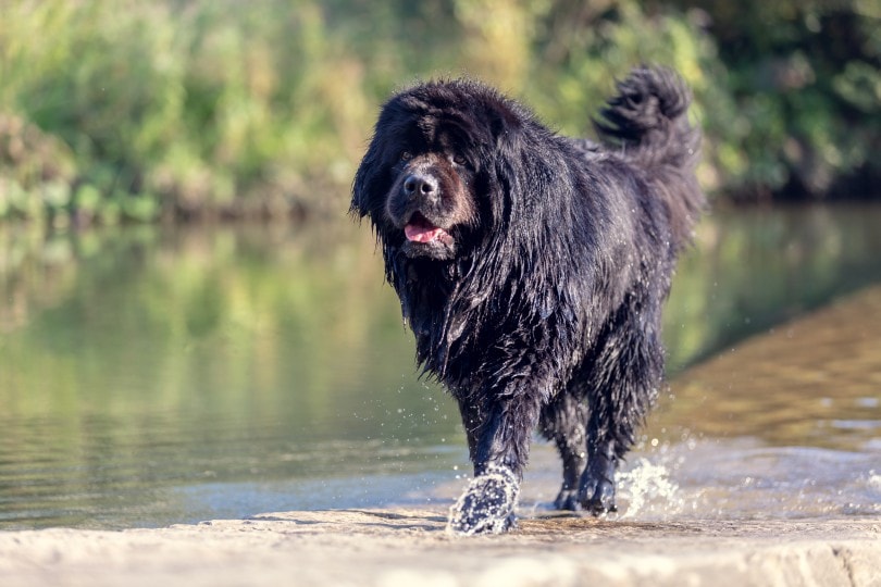 Terranova en el río