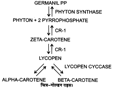 UP Board Solutions for Class 12 Biology Chapter 12 Biotechnology and its Applications Q.8