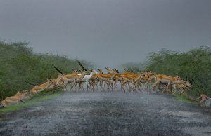 Dinesh khunt International fame gujarat photographer National geography 