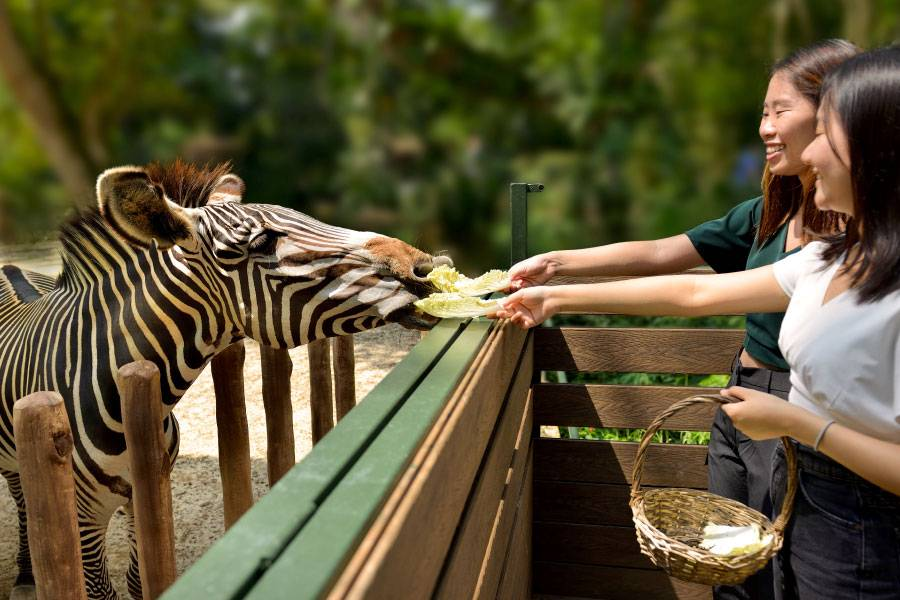 singapore zoo tourist