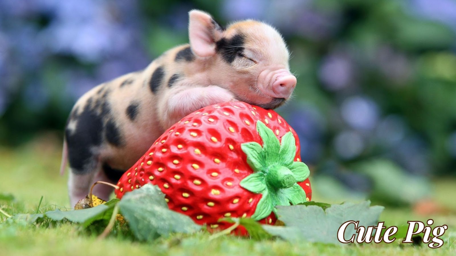 Cute pig