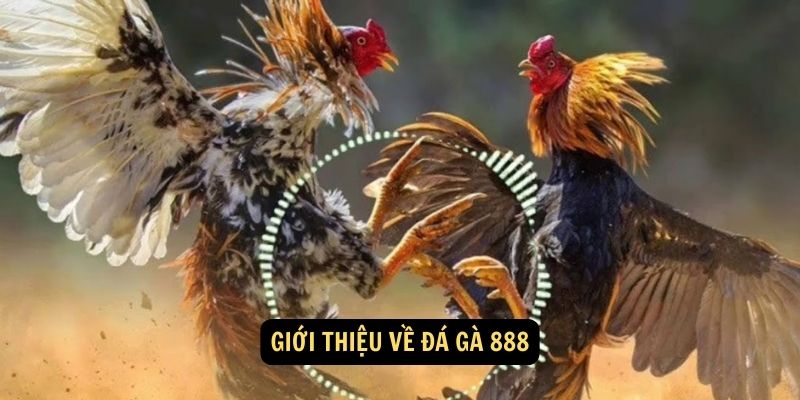 Giới thiệu về đá gà 888