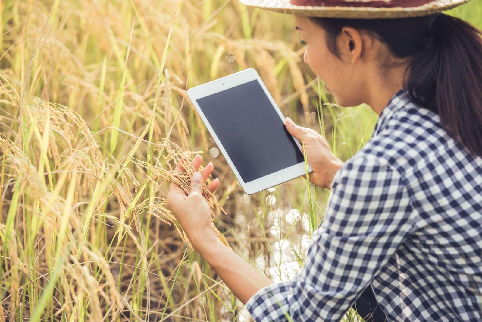 Mulher segurando um tablet no meio de uma plantação de trigo, representando a agricultura digital.