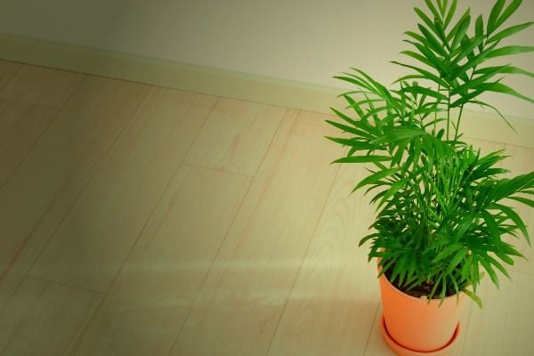 Plantas que crescem muito bem em quartos mais escuros, Neanthe Bella