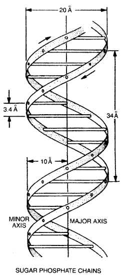 UP Board Solutions for Class 12 Biology Chapter 6 Molecular Basis of Inheritance 3Q.1.1