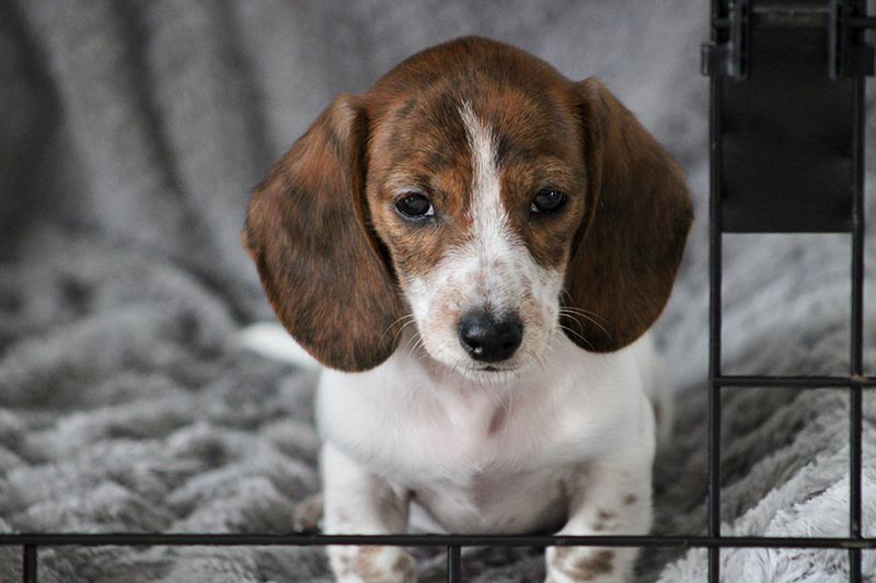 primer plano de un cachorro de perro salchicha miniatura sentado en una jaula