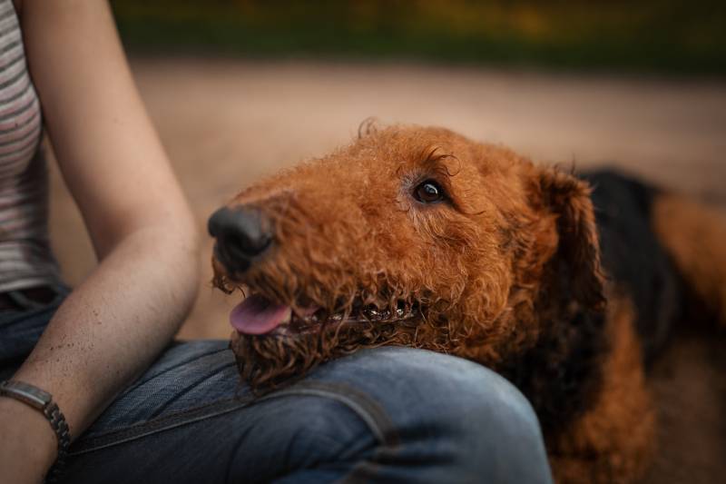 Airedale terrier cara de perro en el regazo de su dueño