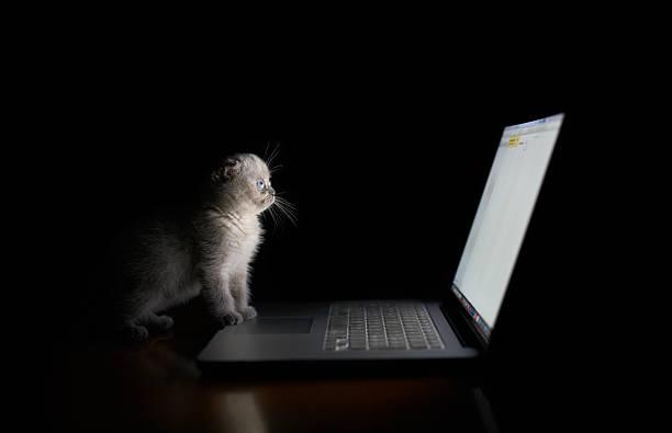 A kitten looking at a computer

Description automatically generated