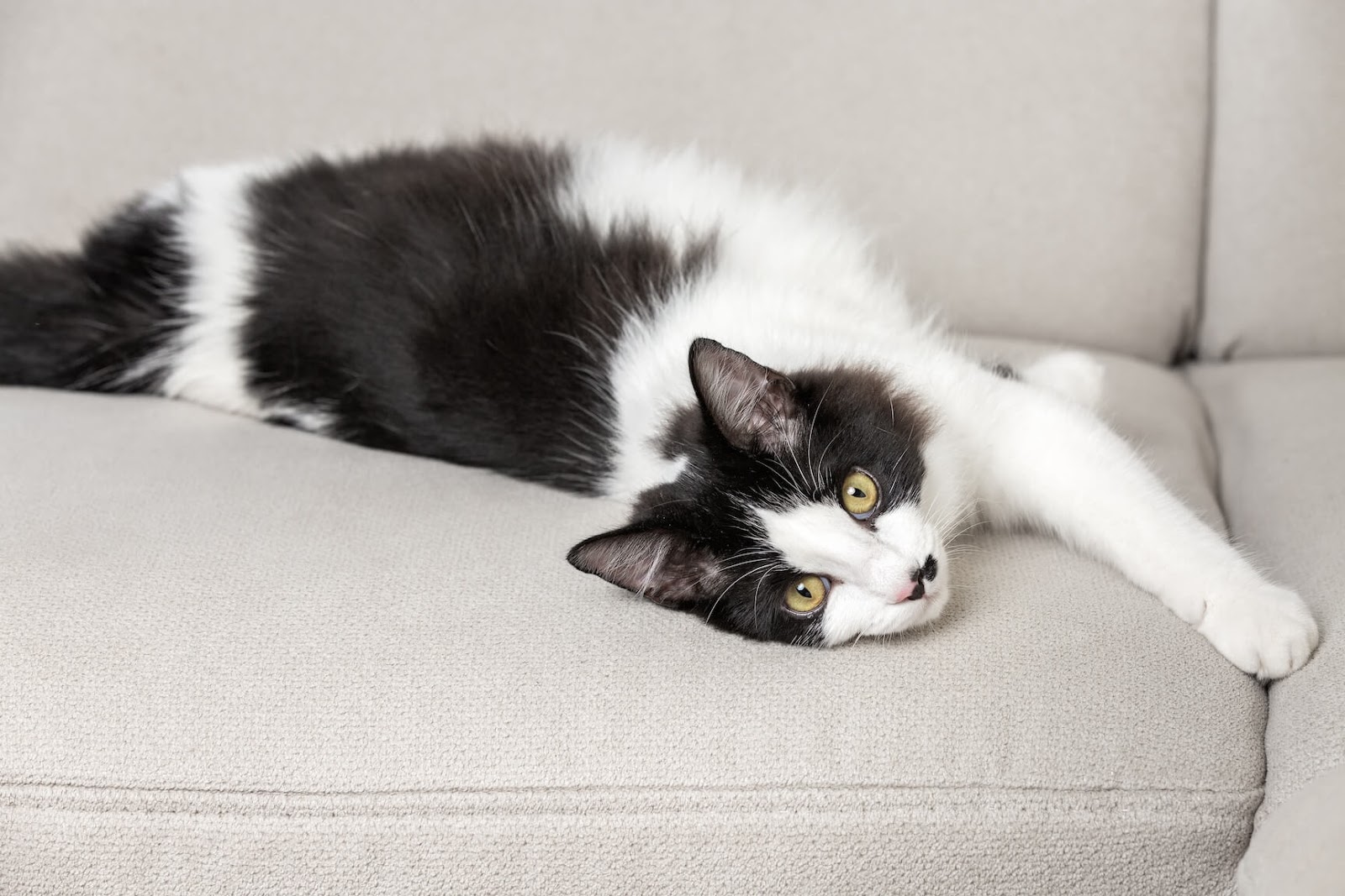 貓咪與貓抓布沙發 - 貓抓沙發的選擇
