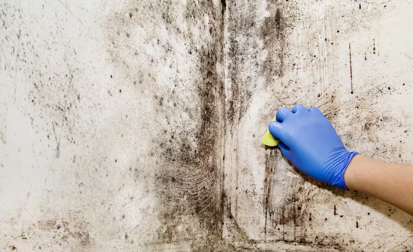 how to get rid of black mold