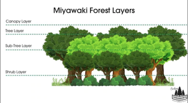 Miyawaki Plantations