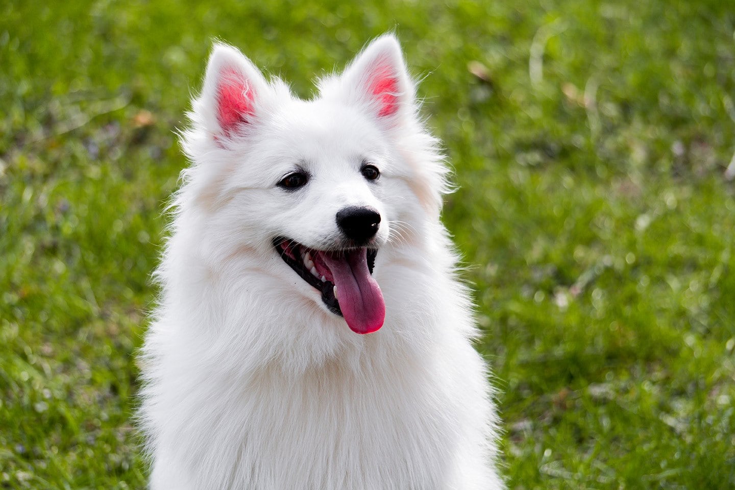 american eskimo dog