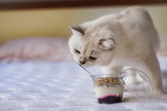 Cat eating yogurt made cake