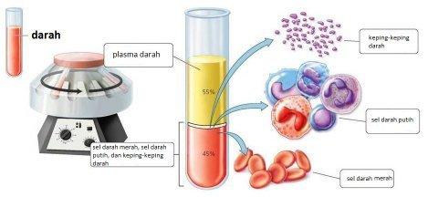 Bagaimana cara memisahkan sel darah merah dan plasma yang terkandung dalam  darah? - Quora