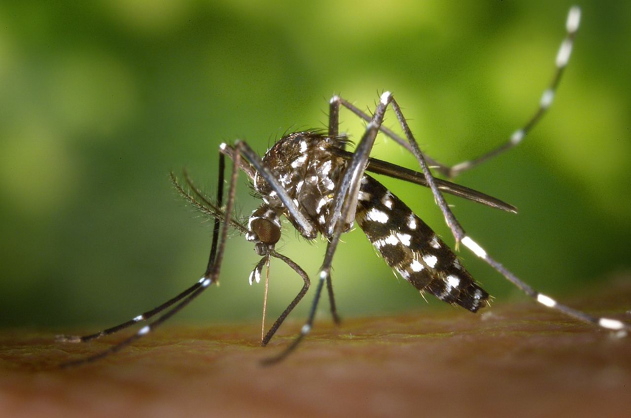 The Asian Tiger Mosquito in Northwest Guilford County: A Not-So-Friendly Neighbor