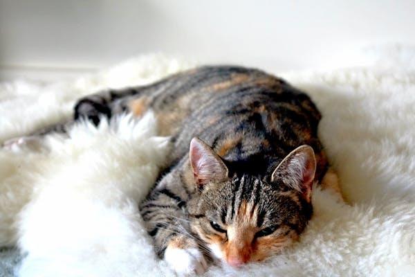 A cat lying on a white blanket

Description automatically generated