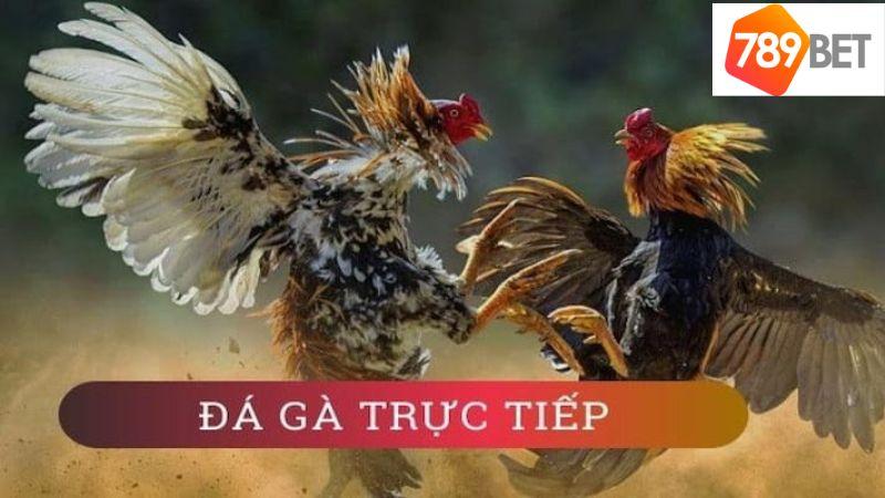 Đá Gà 789bet – tường thuật trực tiếp từ trường đấu