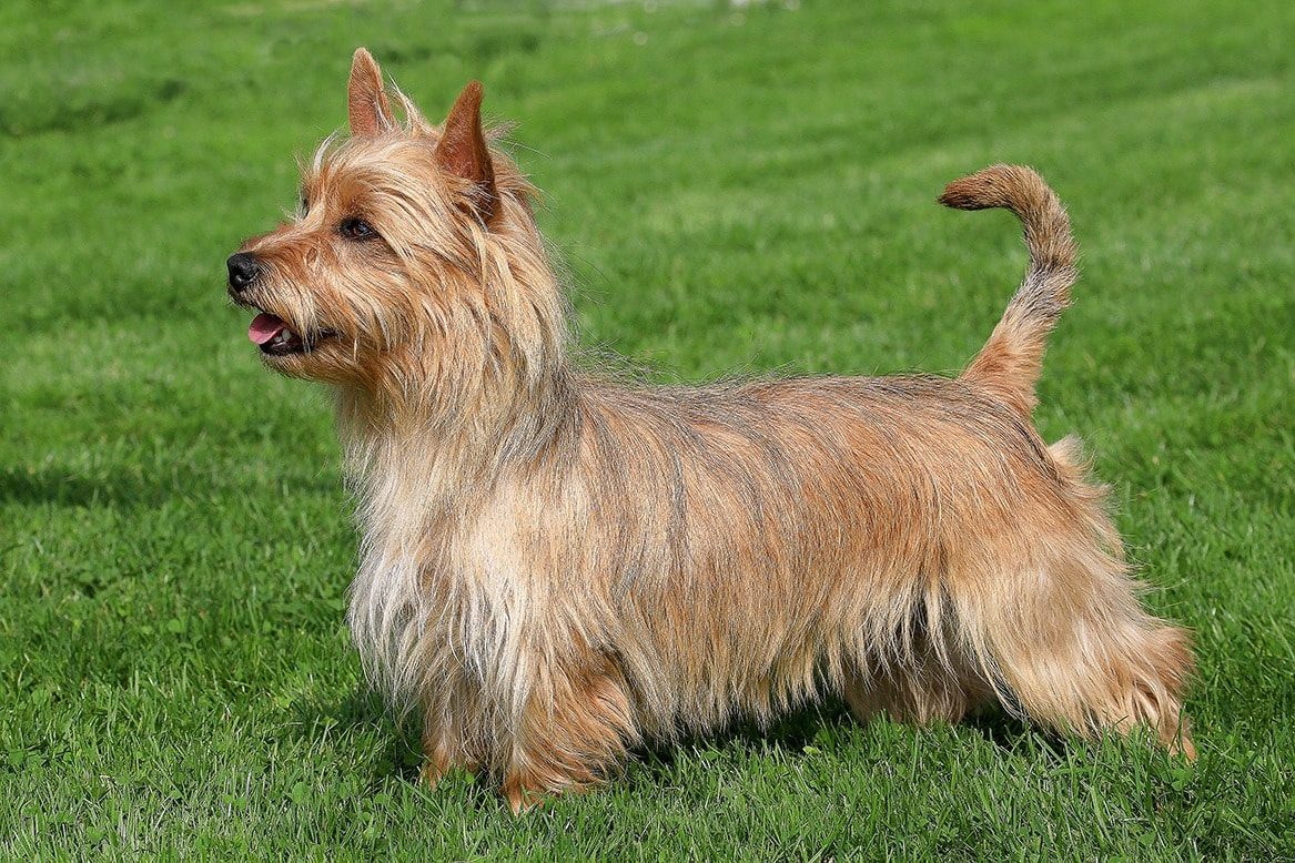 Terrier australiano