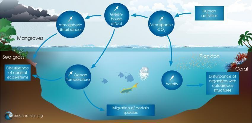 This is how climate change is impacting the ocean | World Economic ...