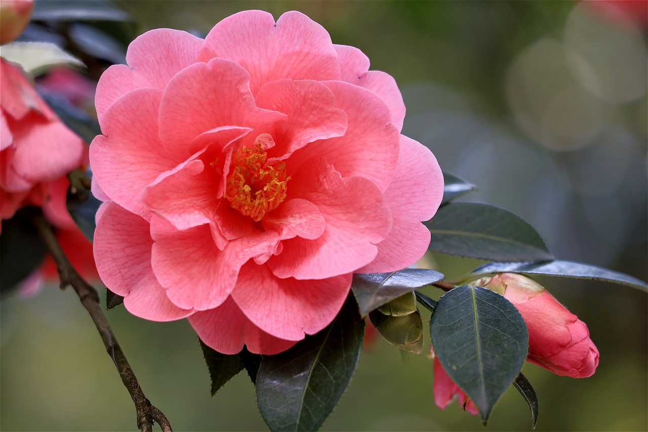 Camélia (Camellia japonica) 