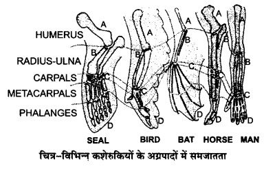UP Board Solutions for Class 12 Biology Chapter 7 Evolution 3Q.1.1