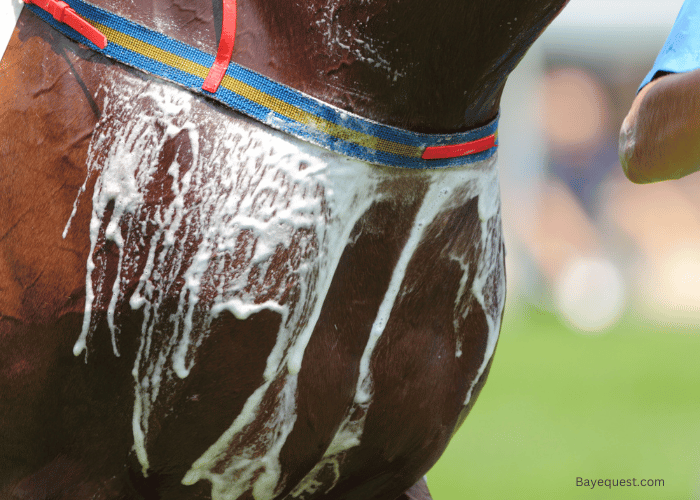 Signs of Sweating in Horses